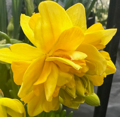 Narcissus Tete Boucle